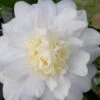 Winter's Snowman Camellia Hybrid - 5 Gallon Pot