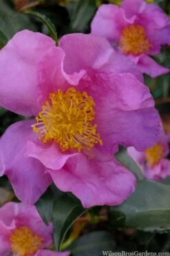 Winter's Star Cold Hardy Camellia - 3 Gallon Pot (SALE) -Garden Plant Shop camellia winters star 100