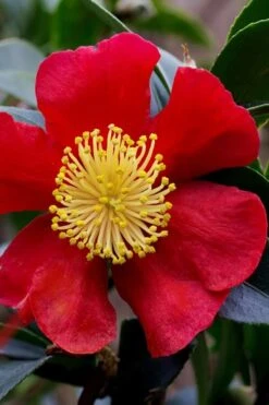 Yuletide Camellia Sasanqua - 2.5 Quart Pot -Garden Plant Shop camellia yuletide best 4