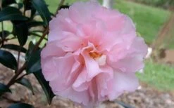 Cotton Candy Camellia Sasanqua - 3 Gallon Pot 4 Cotton Candy Camellia Sasanqua - 3 Gallon Pot -Garden Plant Shop camelliacottoncandy