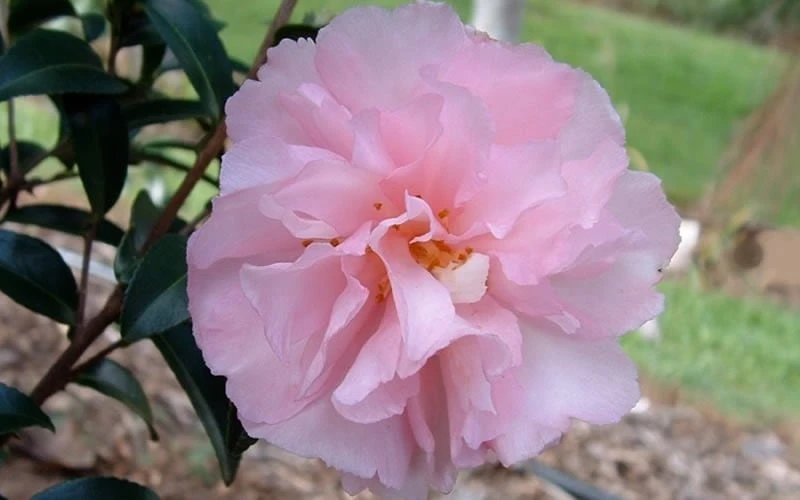 Cotton Candy Camellia Sasanqua - 3 Gallon Pot Cotton Candy Camellia Sasanqua - 3 Gallon Pot -Garden Plant Shop camelliacottoncandy