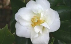 White Empress Camellia Japonica - 3 Gallon Pot 2 White Empress Camellia Japonica - 3 Gallon Pot -Garden Plant Shop camelliawhiteempress 1