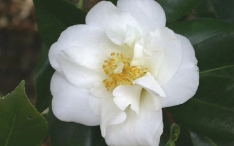 White Empress Camellia Japonica - 3 Gallon Pot White Empress Camellia Japonica - 3 Gallon Pot -Garden Plant Shop camelliawhiteempress 1