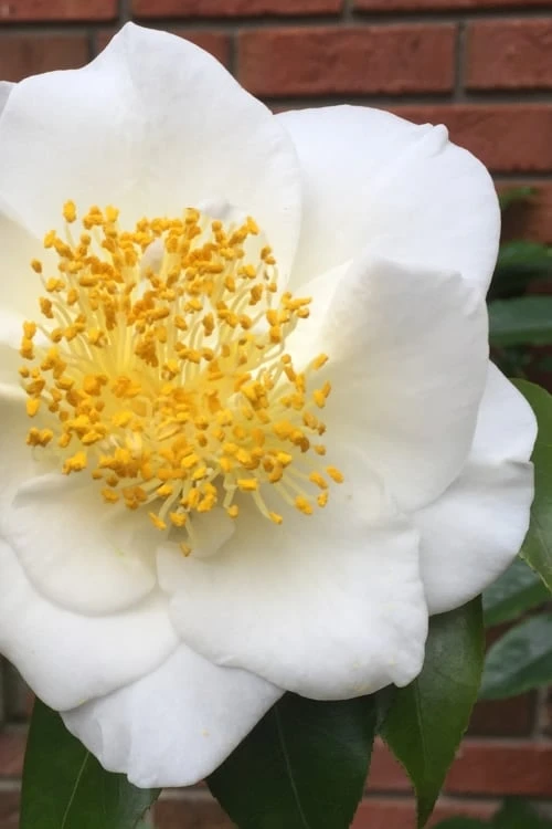White Empress Camellia Japonica - 3 Gallon Pot White Empress Camellia Japonica - 3 Gallon Pot -Garden Plant Shop camillia white empress 5 1