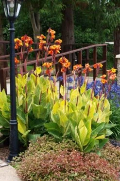 Bengal Tiger Canna Lily - 1 Gallon Pot -Garden Plant Shop canna pretoria bengal tiger 12