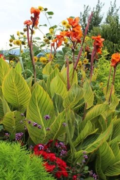 Bengal Tiger Canna Lily - 1 Gallon Pot
