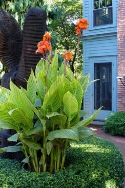 Bengal Tiger Canna Lily - 1 Gallon Pot -Garden Plant Shop canna pretoria bengal tiger 2