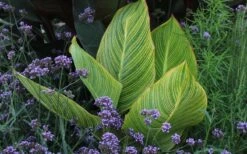Bengal Tiger Canna Lily - 1 Gallon Pot -Garden Plant Shop canna pretoria bengal tiger 3