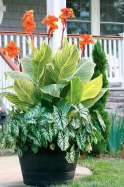 Bengal Tiger Canna Lily - 1 Gallon Pot -Garden Plant Shop canna pretoria bengal tiger 4