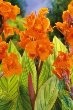 Bengal Tiger Canna Lily - 1 Gallon Pot -Garden Plant Shop canna pretoria bengal tiger 8