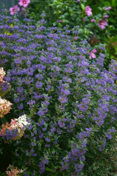 Beyond Midnight Blue Mist Shrub (Caryopteris) - 3 Gallon Pot Beyond Midnight Blue Mist Shrub (Caryopteris) - 3 Gallon Pot -Garden Plant Shop caryopteris beyond midnight blue mist shrub 1