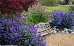 Beyond Midnight Blue Mist Shrub (Caryopteris) - 3 Gallon Pot 4 Beyond Midnight Blue Mist Shrub (Caryopteris) - 3 Gallon Pot -Garden Plant Shop caryopteris beyond midnight blue mist shrub 7