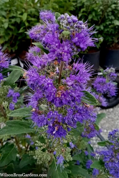 Beyond Midnight Blue Mist Shrub (Caryopteris) - 3 Gallon Pot Beyond Midnight Blue Mist Shrub (Caryopteris) - 3 Gallon Pot -Garden Plant Shop caryopteris beyond midnight blue mist shrub 9