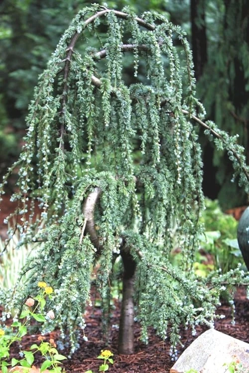 Serpentine Weeping Blue Atlas Cedar - 3 Gallon Pot Serpentine Weeping Blue Atlas Cedar - 3 Gallon Pot -Garden Plant Shop ceadr blue atlas serpentine 1 1