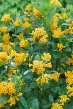 Juiced Orange Jessamine (Cestrum Corymbosum) - 3 Pack Of Quart Pots 3 Juiced Orange Jessamine (Cestrum Corymbosum) - 3 Pack Of Quart Pots -Garden Plant Shop cestrum juiced orange jessamine 1 1