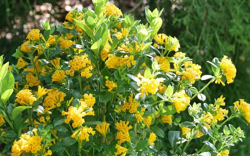 Juiced Orange Jessamine (Cestrum corymbosum) - 3 Pack of Quart Pots Juiced Orange Jessamine (Cestrum Corymbosum) - 3 Pack Of Quart Pots -Garden Plant Shop cestrum juiced orange jessamine 3 1