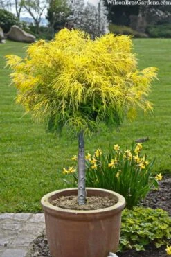 Dwarf Golden Threadleaf Cypress (Single Trunk Topiary Tree) - 6 Gallon Pot