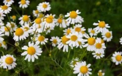 Roman Chamomile Plant - 6 Pack Of Pint Pots -Garden Plant Shop chamaemelum nobile roman chamomile 3