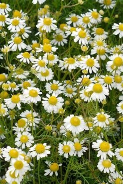 Roman Chamomile Plant - 6 Pack Of Pint Pots -Garden Plant Shop chamaemelum nobile roman chamomile 4
