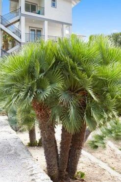 European Fan Palm - 7 Gallon Pot 3 European Fan Palm - 7 Gallon Pot -Garden Plant Shop chamaerops humilis european fan palm 101