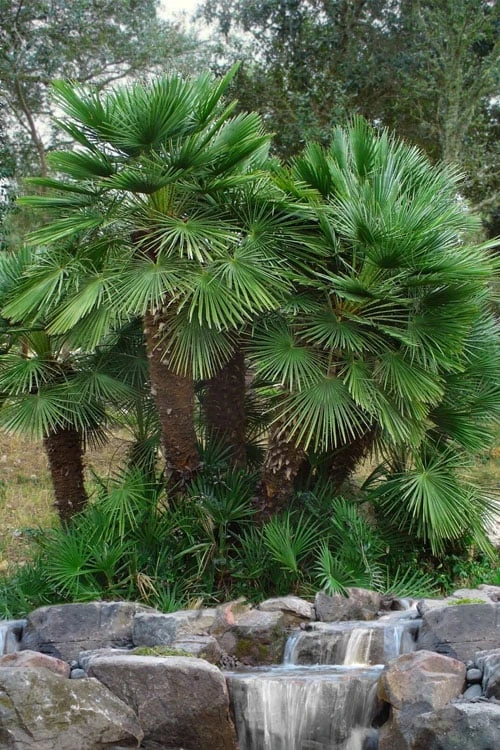 European Fan Palm - 7 Gallon Pot European Fan Palm - 7 Gallon Pot -Garden Plant Shop chamaerops humilis european fan palm 102