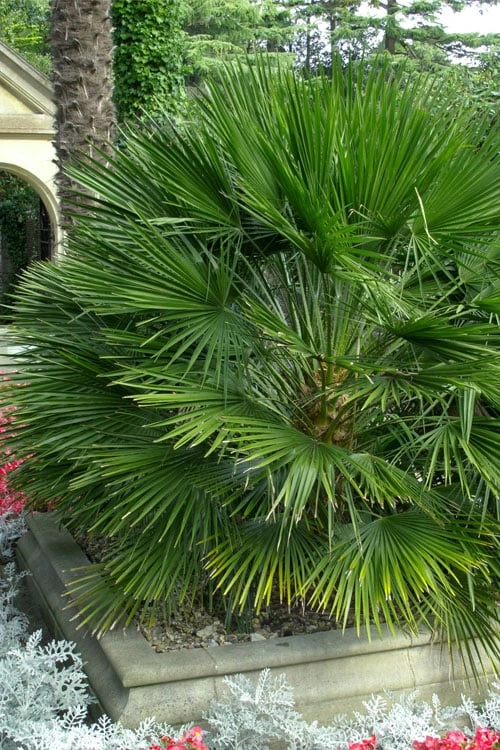 European Fan Palm - 7 Gallon Pot European Fan Palm - 7 Gallon Pot -Garden Plant Shop chamaerops humilis european fan palm 103