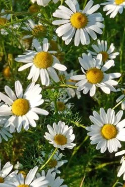 Roman Chamomile Plant - 6 Pack Of Pint Pots -Garden Plant Shop chamomile roman 500x750 1