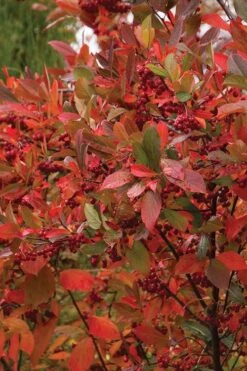 Brilliantissima Aronia (Red Chokeberry) - 3 Gallon Pot -Garden Plant Shop chokeberry brilliantissima aronia 500x750 1