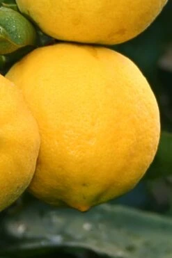Meyer Lemon Tree (Citrus X Meyeri) - 5 Gallon Pot 4 Meyer Lemon Tree (Citrus X Meyeri) - 5 Gallon Pot -Garden Plant Shop citrus meyeri meyer lemon tree 4