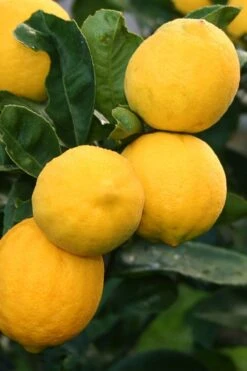 Meyer Lemon Tree (Citrus X Meyeri) - 5 Gallon Pot 3 Meyer Lemon Tree (Citrus X Meyeri) - 5 Gallon Pot -Garden Plant Shop citrus meyeri meyer lemon tree 5