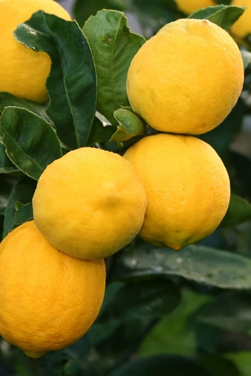 Meyer Lemon Tree (Citrus x meyeri) - 5 Gallon Pot Meyer Lemon Tree (Citrus X Meyeri) - 5 Gallon Pot -Garden Plant Shop citrus meyeri meyer lemon tree 5