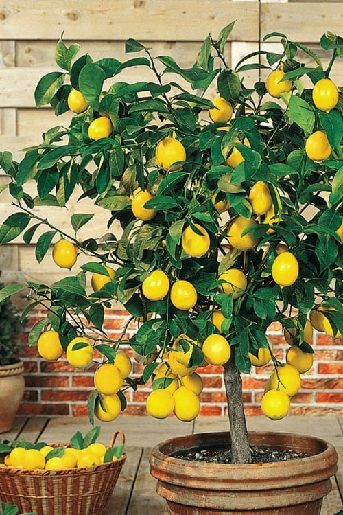 Meyer Lemon Tree (Citrus x meyeri) - 5 Gallon Pot Meyer Lemon Tree (Citrus X Meyeri) - 5 Gallon Pot -Garden Plant Shop citrus meyeri meyer lemon tree 6