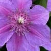 Adam's Courage Clematis - 1 Gallon Pot