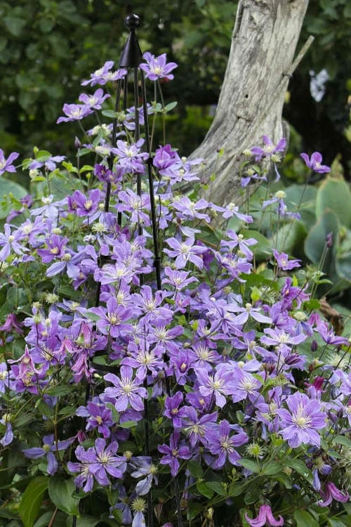 Arabella Clematis - 1 Gallon Pot Arabella Clematis - 1 Gallon Pot -Garden Plant Shop clematis arabella 10