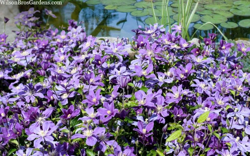 Arabella Clematis - 1 Gallon Pot Arabella Clematis - 1 Gallon Pot -Garden Plant Shop clematis arabella 12