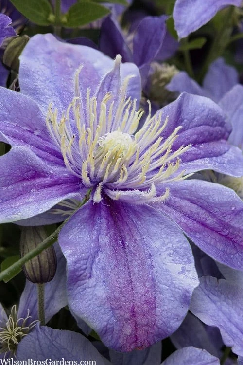 Arabella Clematis - 1 Gallon Pot Arabella Clematis - 1 Gallon Pot -Garden Plant Shop clematis arabella 15