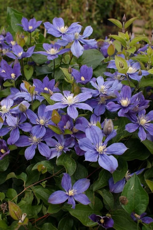 Arabella Clematis - 1 Gallon Pot Arabella Clematis - 1 Gallon Pot -Garden Plant Shop clematis arabella 3