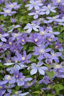 Arabella Clematis - 1 Gallon Pot 6 Arabella Clematis - 1 Gallon Pot -Garden Plant Shop clematis arabella 5
