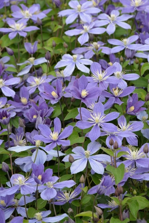 Arabella Clematis - 1 Gallon Pot Arabella Clematis - 1 Gallon Pot -Garden Plant Shop clematis arabella 5