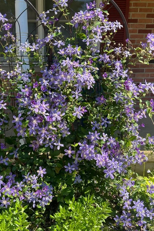 Arabella Clematis - 1 Gallon Pot Arabella Clematis - 1 Gallon Pot -Garden Plant Shop clematis arabella 6