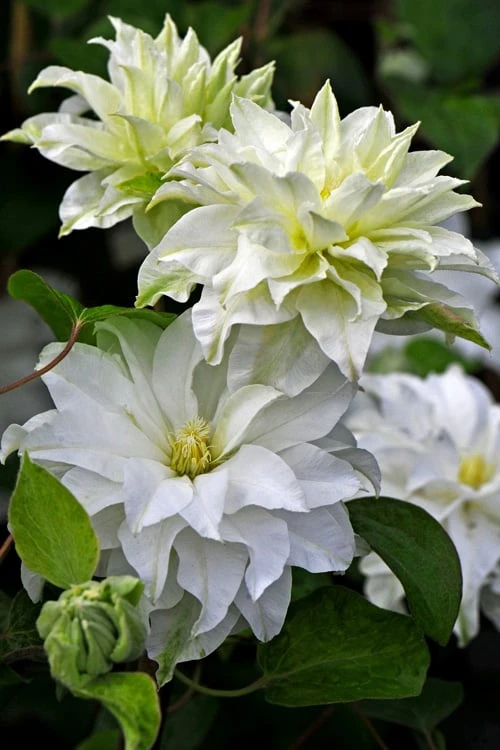 Arctic Queen Clematis - 1 Gallon Pot Arctic Queen Clematis - 1 Gallon Pot -Garden Plant Shop clematis arctic queen 10