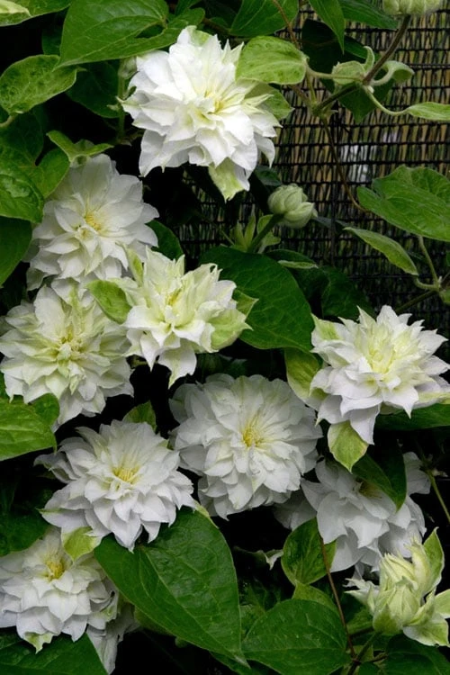 Arctic Queen Clematis - 1 Gallon Pot Arctic Queen Clematis - 1 Gallon Pot -Garden Plant Shop clematis arctic queen 12