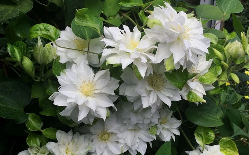 Arctic Queen Clematis - 1 Gallon Pot Arctic Queen Clematis - 1 Gallon Pot -Garden Plant Shop clematis arctic queen 5