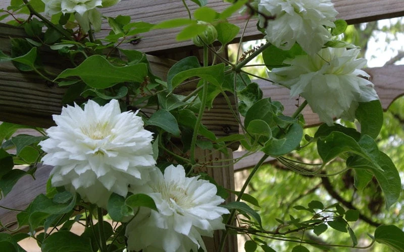 Arctic Queen Clematis - 1 Gallon Pot Arctic Queen Clematis - 1 Gallon Pot -Garden Plant Shop clematis arctic queen 6