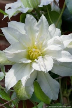 Arctic Queen Clematis - 1 Gallon Pot 7 Arctic Queen Clematis - 1 Gallon Pot -Garden Plant Shop clematis arctic queen 8