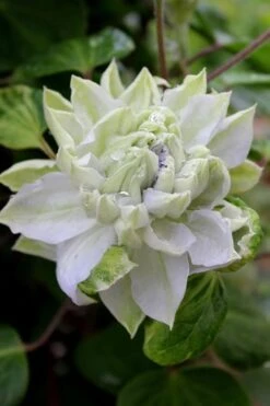 Arctic Queen Clematis - 1 Gallon Pot 4 Arctic Queen Clematis - 1 Gallon Pot -Garden Plant Shop clematis arctic queen 9