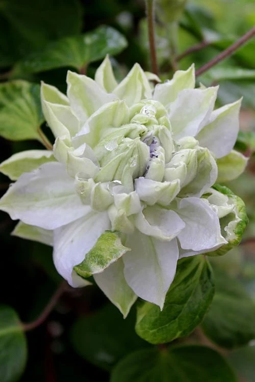 Arctic Queen Clematis - 1 Gallon Pot Arctic Queen Clematis - 1 Gallon Pot -Garden Plant Shop clematis arctic queen 9