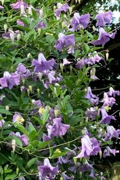 Betty Corning Clematis - 1 Gallon Pot -Garden Plant Shop clematis betty corning 2