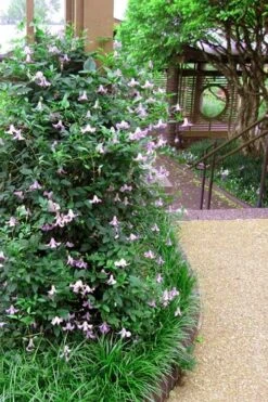 Betty Corning Clematis - 1 Gallon Pot -Garden Plant Shop clematis betty corning 6