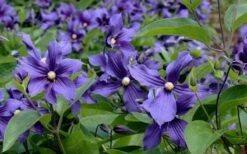 Durandii Clematis - 1 Gallon Pot -Garden Plant Shop clematis durandii 6
